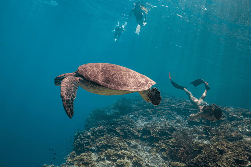 Cebu: Whale Shark, Monkey Sanctuary, & Moalboal Turtles Tour - Food, snacks, and the long ride back