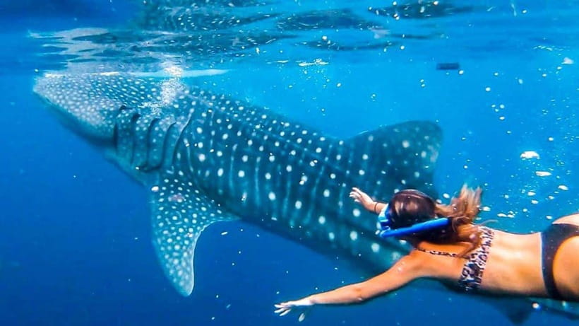Cebu: Whale Shark, Monkey Sanctuary & Turtle Snorkeling Tour - Key points at a glance