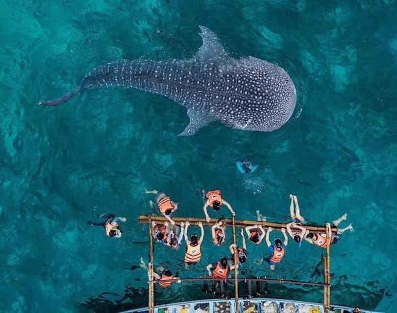 Cebu: Whale Shark, Monkey Sanctuary & Turtle Snorkeling Tour - Is $123 a fair price?