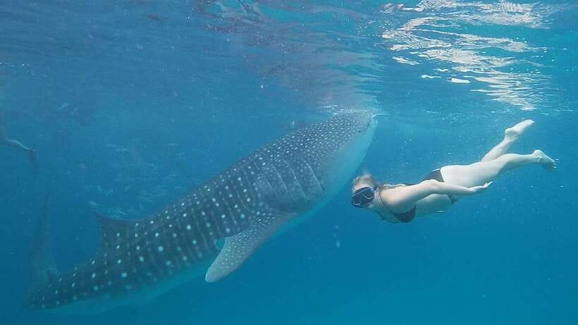Cebu: Whale Shark, Monkey Sanctuary & Turtle Snorkeling Tour - Why this Cebu day tour packs in so much
