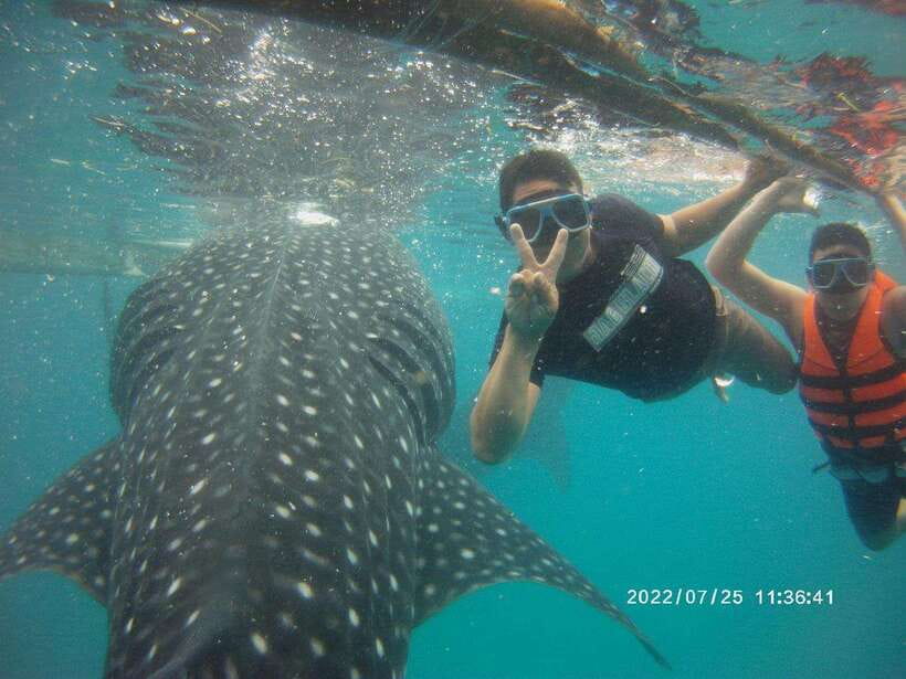 Cebu: Whale Shark, Monkey Sanctuary & Turtle Snorkeling Tour - A short wildlife break at the monkey sanctuary