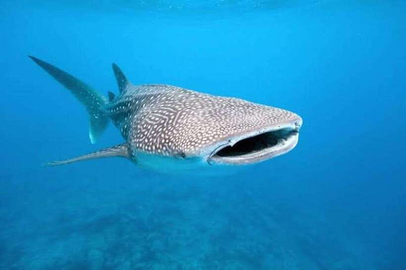 Cebu: Whale Shark, Monkey Sanctuary & Turtle Snorkeling Tour - Lunch before Moalboal’s water