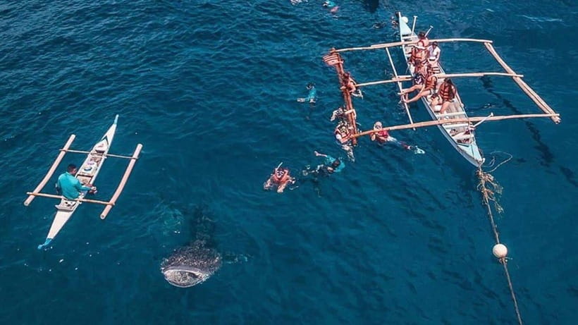 Cebu: Whale Shark, Monkey Sanctuary & Turtle Snorkeling Tour - Turtles and the Moalboal sardine run
