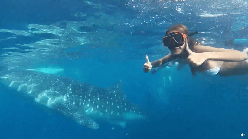 Cebu: Whale Shark Oslob and Moalboal Snorkeling Adventure - Key points at a glance