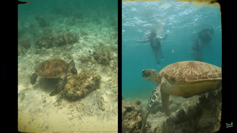 Cebu: Whale Shark Oslob and Moalboal Snorkeling Adventure - Should you book this Oslob and Moalboal tour?