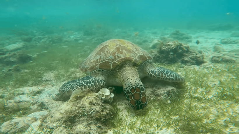 Cebu: Whale Shark Oslob and Moalboal Snorkeling Adventure - The long road to Moalboal