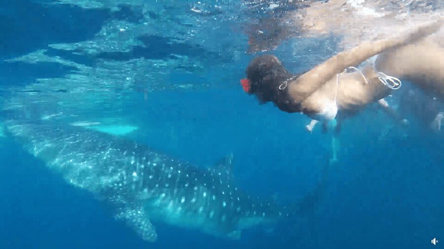 Cebu: Whale Shark Oslob and Moalboal Snorkeling Adventure - What the $119 price really covers