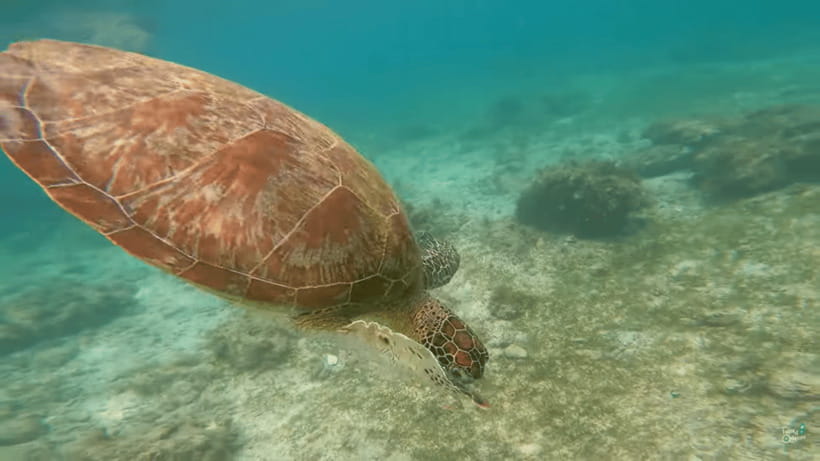 Cebu: Whale Shark Oslob and Moalboal Snorkeling Adventure - The guides make the water stops easier