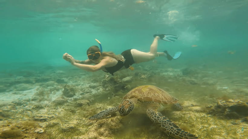 Cebu: Whale Shark Oslob and Moalboal Snorkeling Adventure - Meeting Oslob’s whale sharks under strict rules