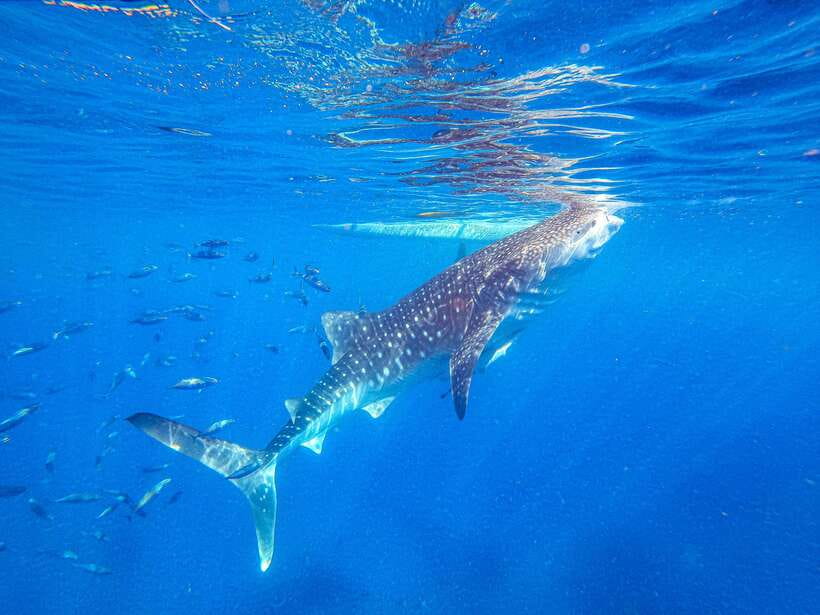 Cebu: Whale Shark Snorkeling & Kawasan Canyoning Tour - Oslob whale sharks, close but carefully managed