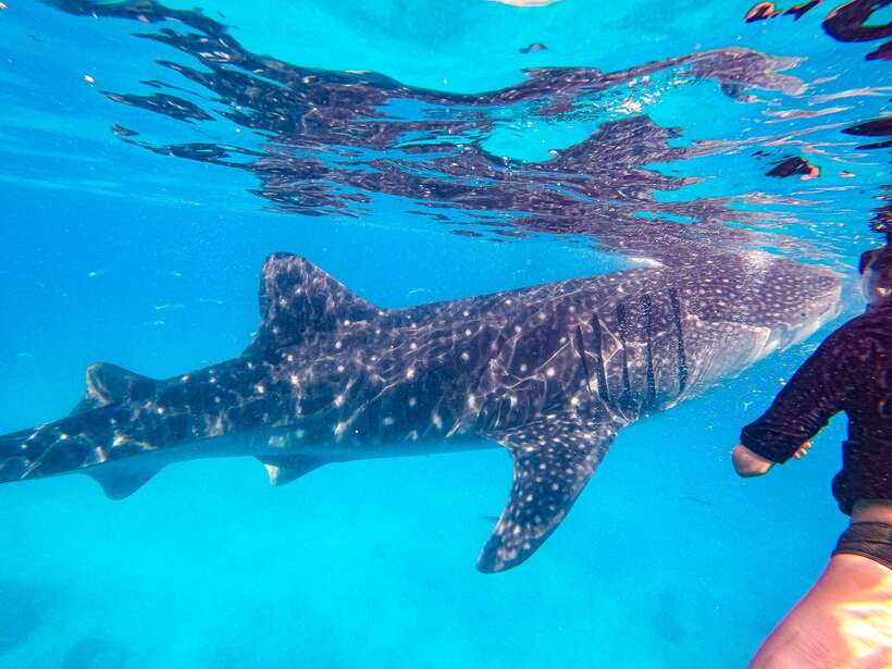 Cebu: Whale Shark Snorkeling & Kawasan Canyoning Tour - How good is the $152 value?