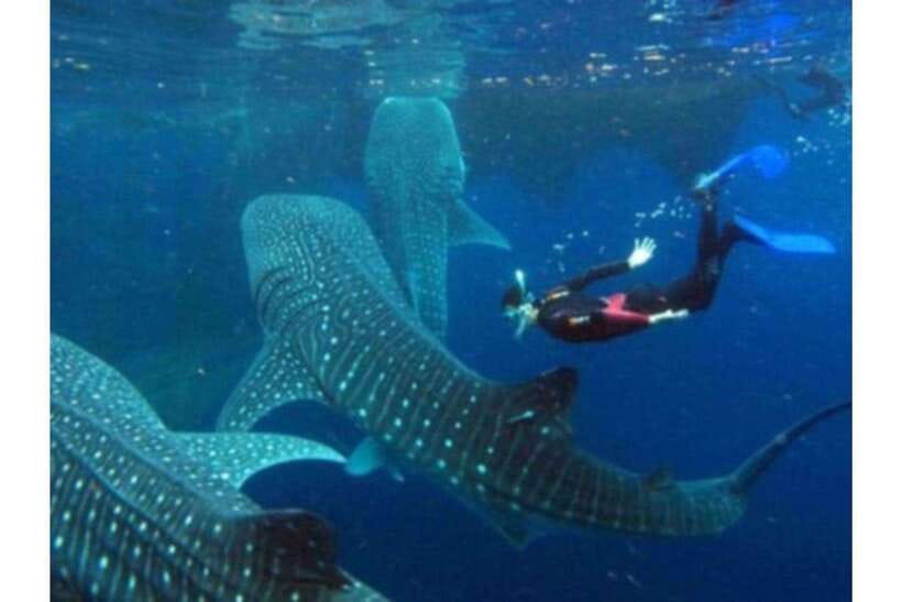 Cebu: Whale Shark Swim and Kawasan Canyoneering Group Tour - Is $106 a fair price?
