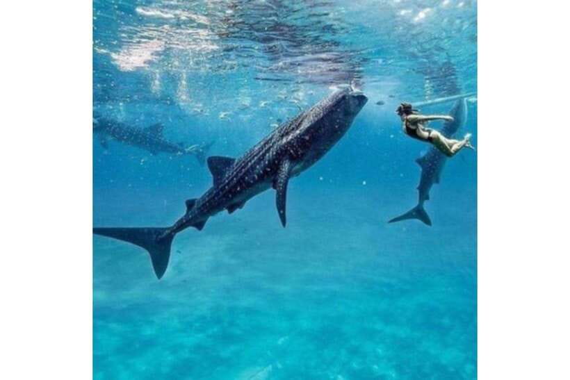 Cebu: Whale Shark Swim and Kawasan Canyoneering Group Tour - Early morning in Oslob with the whale sharks
