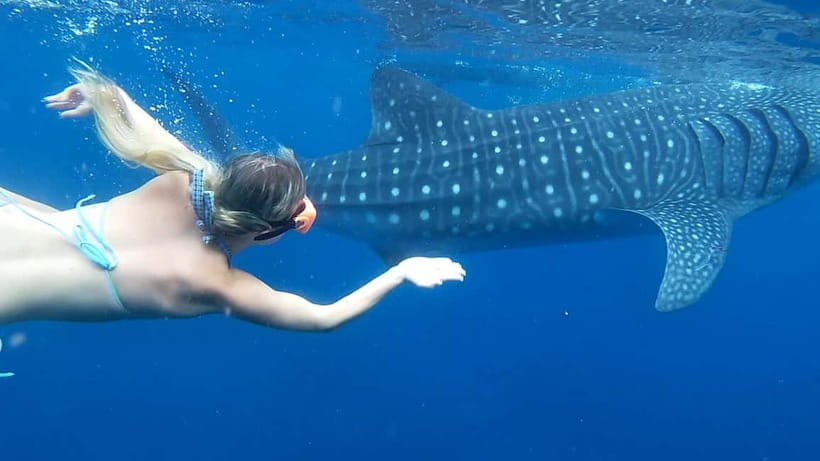 Cebu: Whale Shark Swim and Kawasan Canyoneering Tour - Key points to know before booking