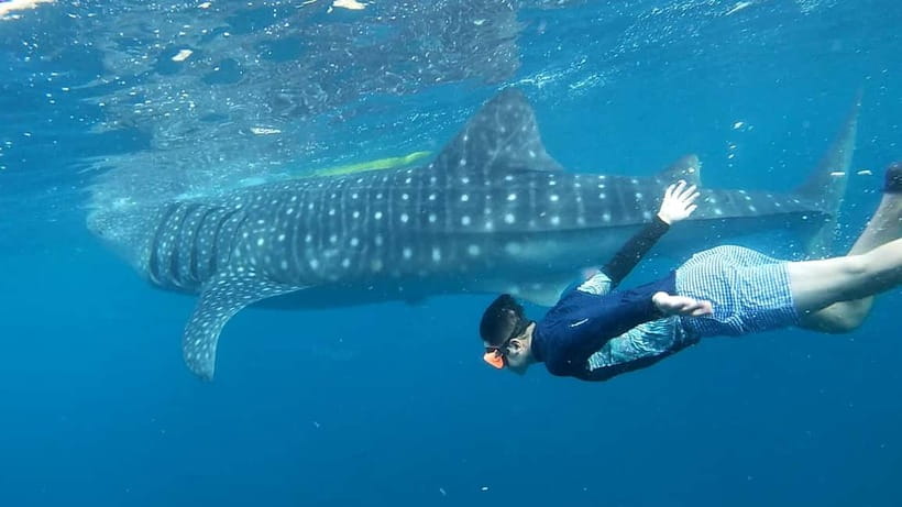 Cebu: Whale Shark Swim and Kawasan Canyoneering Tour - Breakfast and the Oslob waiting period