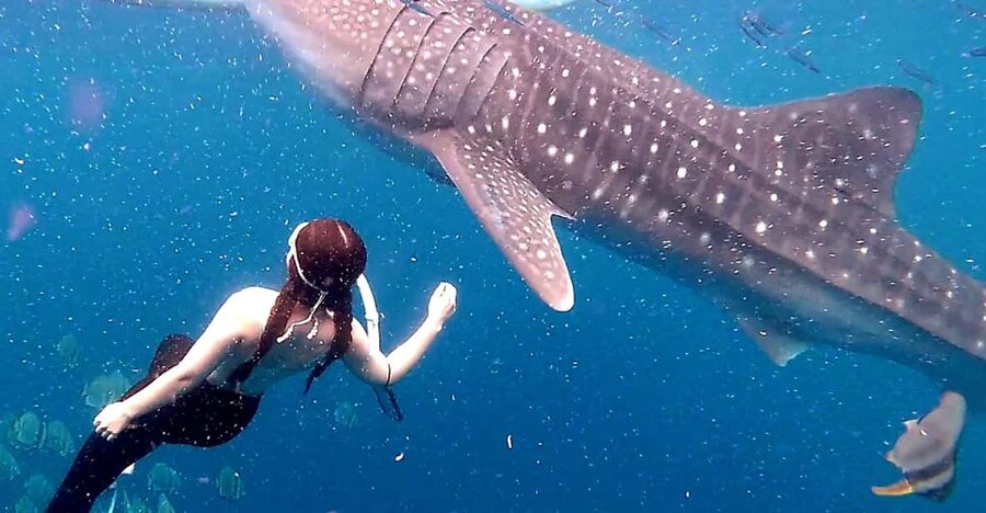 Cebu: Whale Shark Swim and Kawasan Canyoneering Tour - Is $106 a fair price?