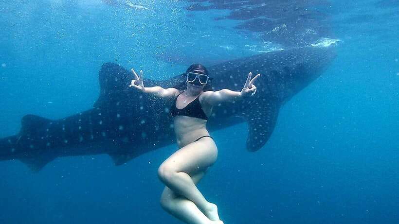 Cebu: Whale Shark Swim, Kawasan Falls & Moalboal Sardine Run - Oslob’s whale shark encounter