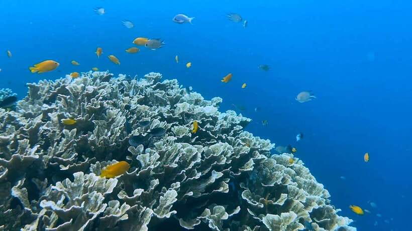 Cebu: Whale Shark Swim, Kawasan Falls & Moalboal Sardine Run - What to pack and what to skip