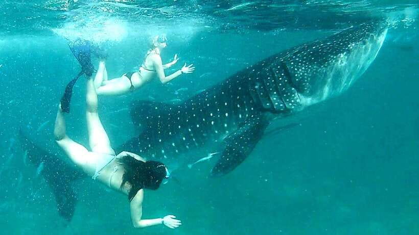 Cebu: Whale Shark Swim, Kawasan Falls & Moalboal Sardine Run - The early pickup and long ride south