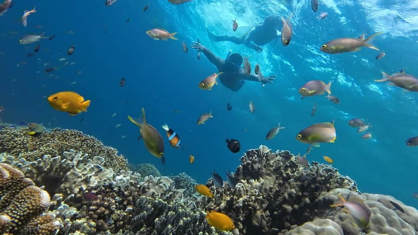 Cebu: Whale Shark Swim, Kawasan Falls & Sardine Run - Three Cebu highlights in one demanding day