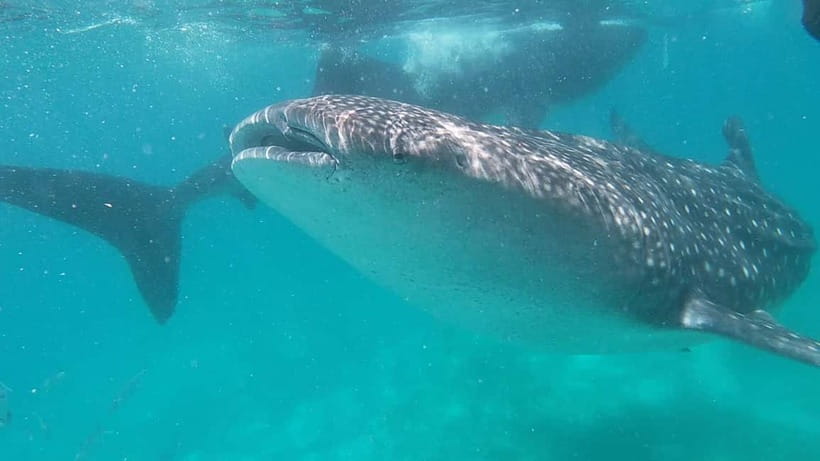 Cebu: Whale Shark Swim, Kawasan Falls & Sardine Run - Oslob whale sharks: memorable, busy, and tightly managed