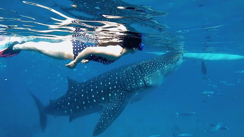 Cebu: Whale Shark Swim, Kawasan Falls & Sardine Run - Filipino lunch at the base camp