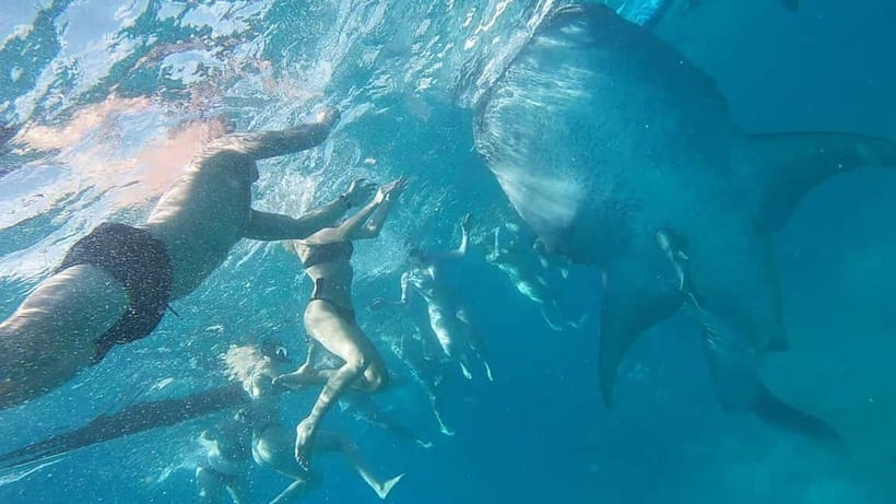Cebu: Whale Shark Swim, Kawasan Falls & Sardine Run - Moalboal’s sardine run and turtle watch