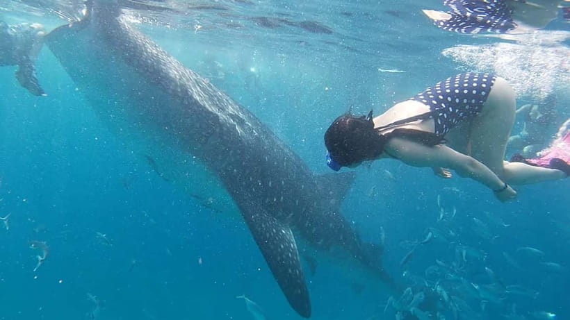 Cebu: Whale Shark Swim, Kawasan Falls & Sardine Run - What the $135 price really covers