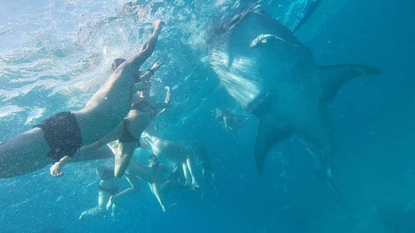Cebu: Whale Shark Swim, Kawasan Falls & Sardine Run - What to pack for a wet 10 to 12-hour day