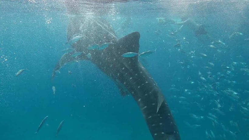 Cebu: Whale Shark Swim, Kawasan Falls & Sardine Run - Who should book this Cebu day tour?