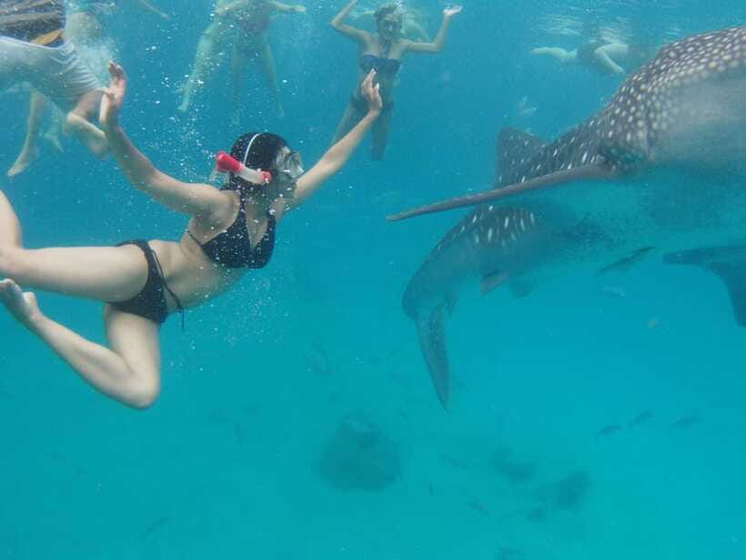 Cebu Whale Shark Swimming & Kawasan Canyoneering Group Tour - Who will enjoy this Cebu day tour?