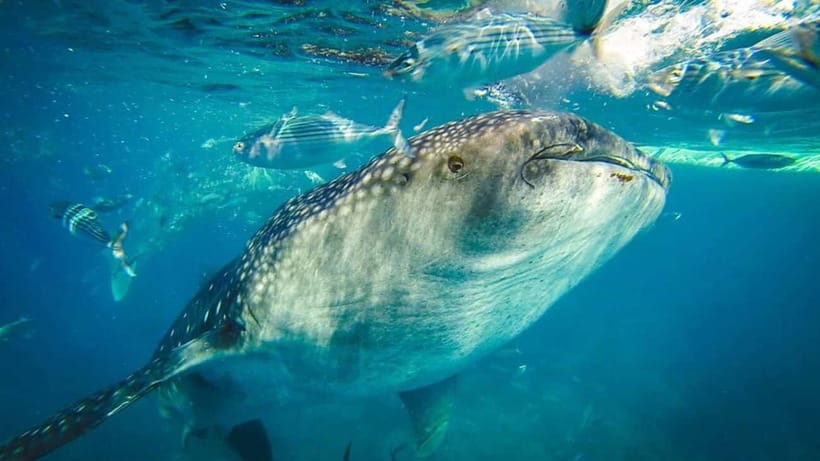 Cebu Whale Shark Swimming & Kawasan Canyoneering Group Tour - What really happens at the Oslob whale-shark stop