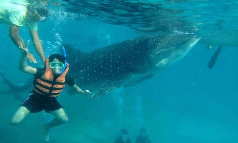 Cebu: Whale Shark Swimming, Sumilon Island and Kawasan Falls - Three South Cebu icons in one very long day