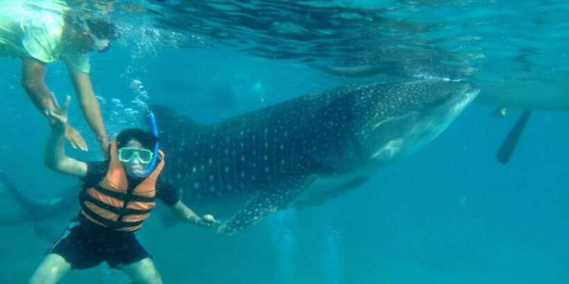 Cebu: Whale Shark Swimming, Sumilon Island and Kawasan Falls - Who will get the most from this outing