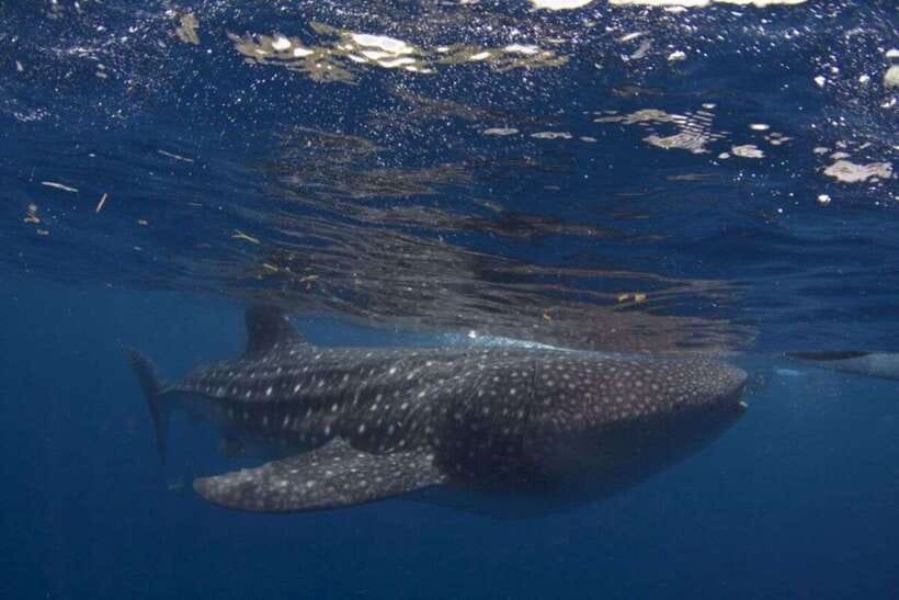 Cebu: Whale Shark Swimming, Sumilon Island and Kawasan Falls - What the Oslob whale shark session is really like
