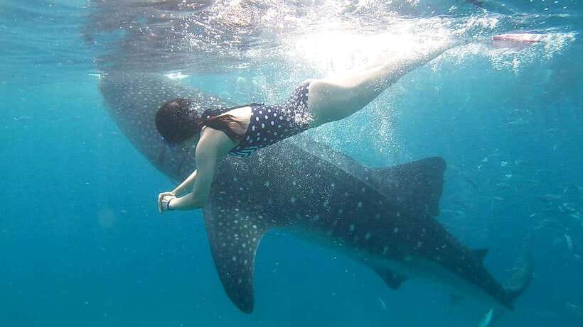 Cebu: Whale Shark, Tumalog Waterfall, and Moalboal Tour - Meeting the whale sharks in Oslob