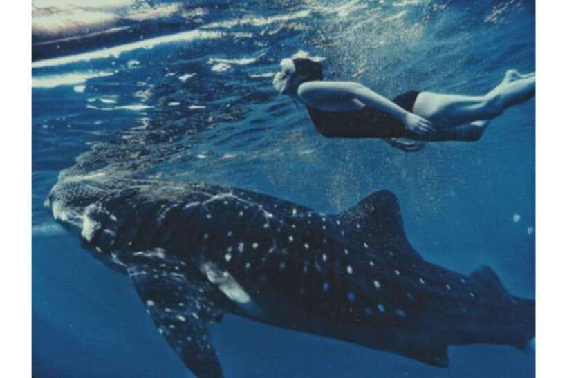 Cebu:Whale Shark, Waterfall, and Sardine Run Group Tour+Meal - What the $107 price really covers