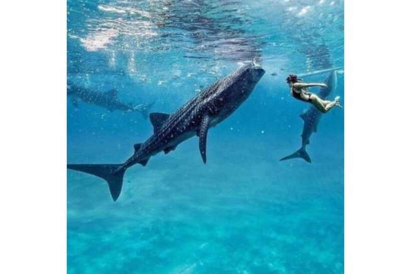 Cebu:Whale Shark, Waterfall, and Sardine Run Group Tour+Meal - Who should book this Cebu tour?