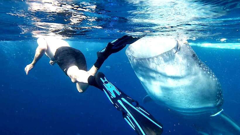 Cebu: Whale Sharks, Ka-Treasure Water Terraces & Simala Tour - Key points to know before booking