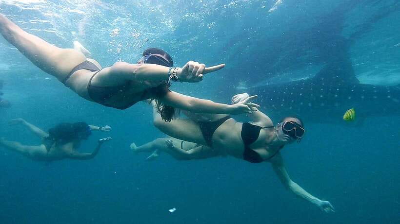 Cebu: Whale Sharks, Ka-Treasure Water Terraces & Simala Tour - A 2 AM start for Oslob’s whale sharks