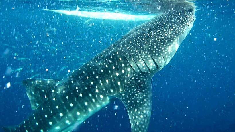 Cebu: Whale Sharks, Ka-Treasure Water Terraces & Simala Tour - Ka-Treasure Water Terraces: scenic, refreshing, and not fully natural