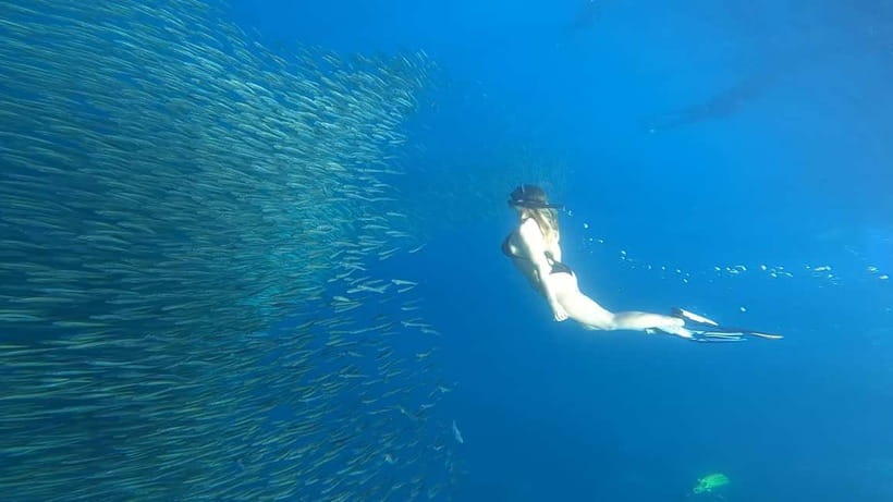 Cebu: Whale Sharks, Kawasan Falls, & Sardines Run Snorkeling - One Cebu day, three very different worlds