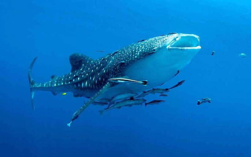 Cebu: Whale Sharks, Tumalog Falls, and Monkey Sanctuary Tour - Why this Oslob day trip packs in so much