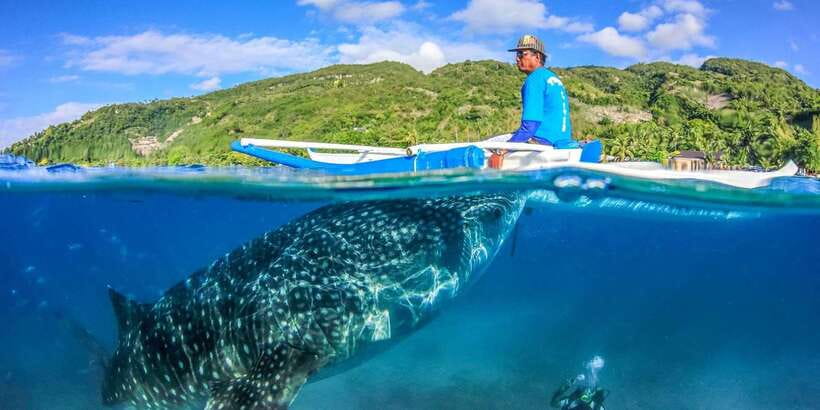 Cebu: Whale Sharks, Tumalog Falls, and Monkey Sanctuary Tour - Meeting the monkeys at Monkey Watching Point