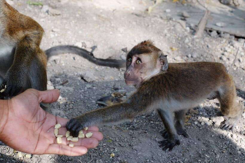 Cebu: Whale Sharks, Tumalog Falls, and Monkey Sanctuary Tour - The three-hour road to Oslob