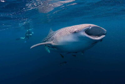 Whaleshark Encounter, Sumilon Sandbar & Tumalog Falls