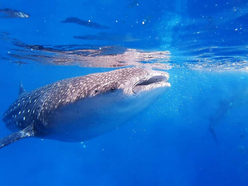 Cebu: Whaleshark Encounter, Sumilon Sandbar & Tumalog Falls - Tumalog Falls and the rainforest stop