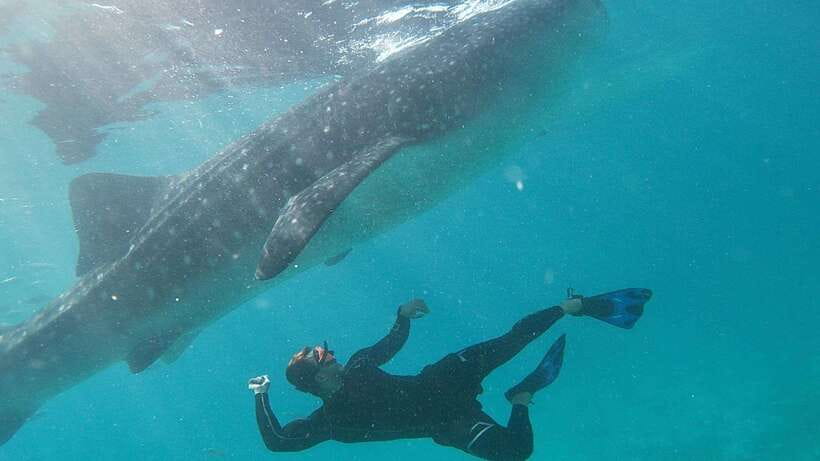 Cebu: Whaleshark Encounter, Tumalog Falls & Sumilon Sandbar - The early start and long southern Cebu road