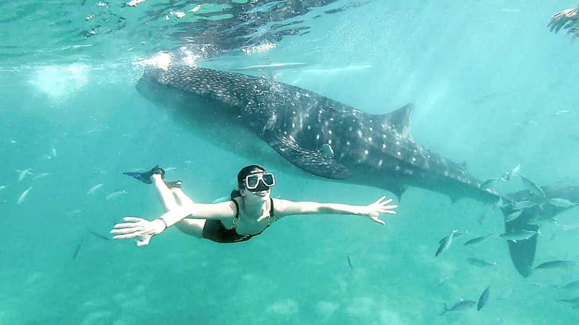 Cebu: Whaleshark Swimming & Kawasan falls Canyoneering Tour - A 2:00 AM start for Cebu’s big double act