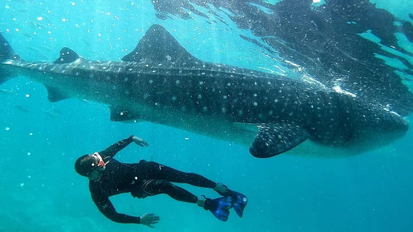 Cebu: Whaleshark Swimming & Kawasan falls Canyoneering Tour - Who should book this Cebu day trip?